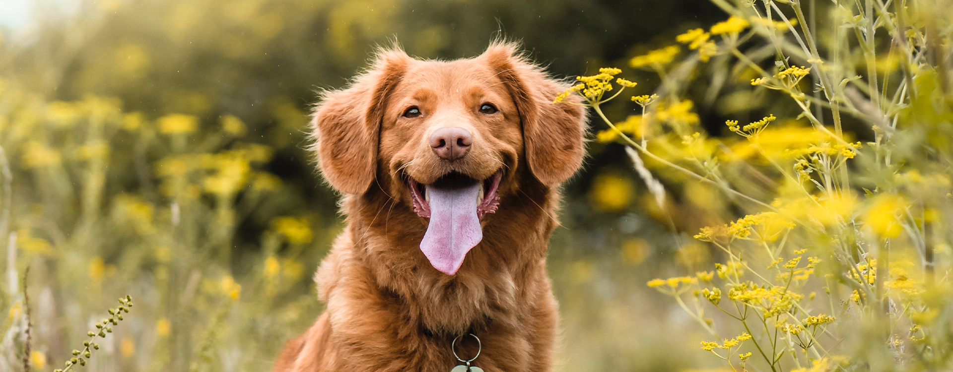 Levure de bière pour chien : bienfaits, dosage et contre-indications