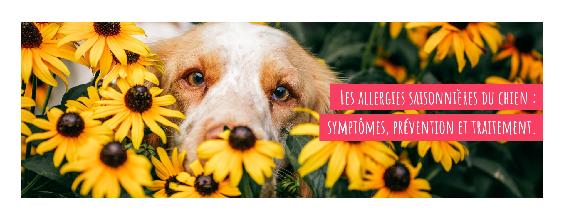 Les allergies saisonnières du chien : symptômes, prévention et traitement.