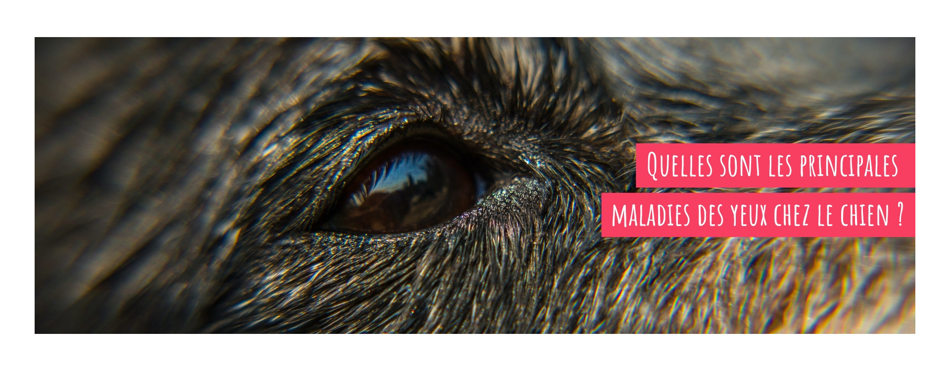 Quelles sont les principales maladies des yeux chez le chien ?