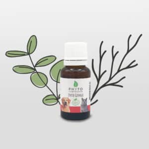 Phyto Ginkgo