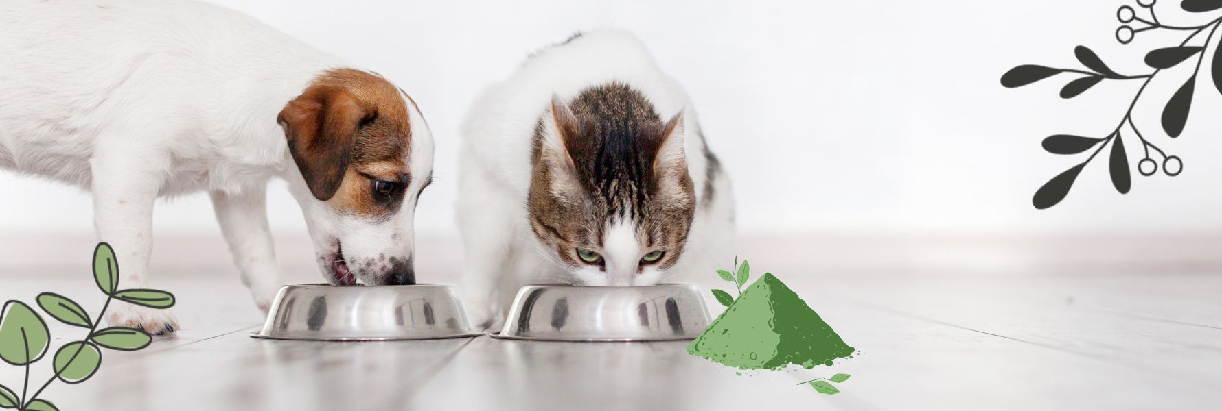 image-article-spiruline-chienchat4