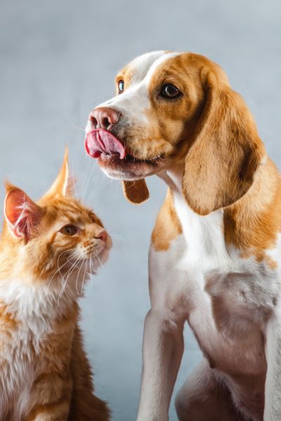 spiruline_petite-image3-chien-et chat<br />

