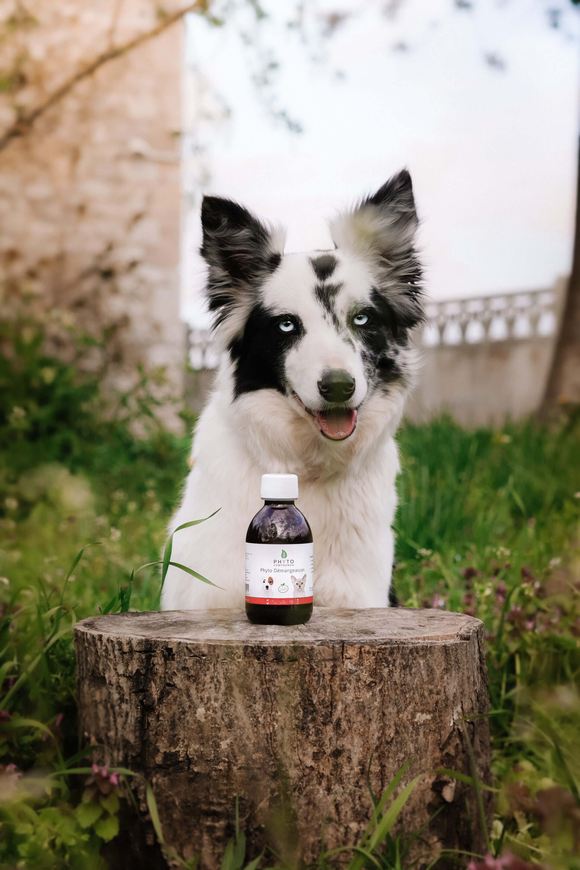 spiruline-chat_petite-image1