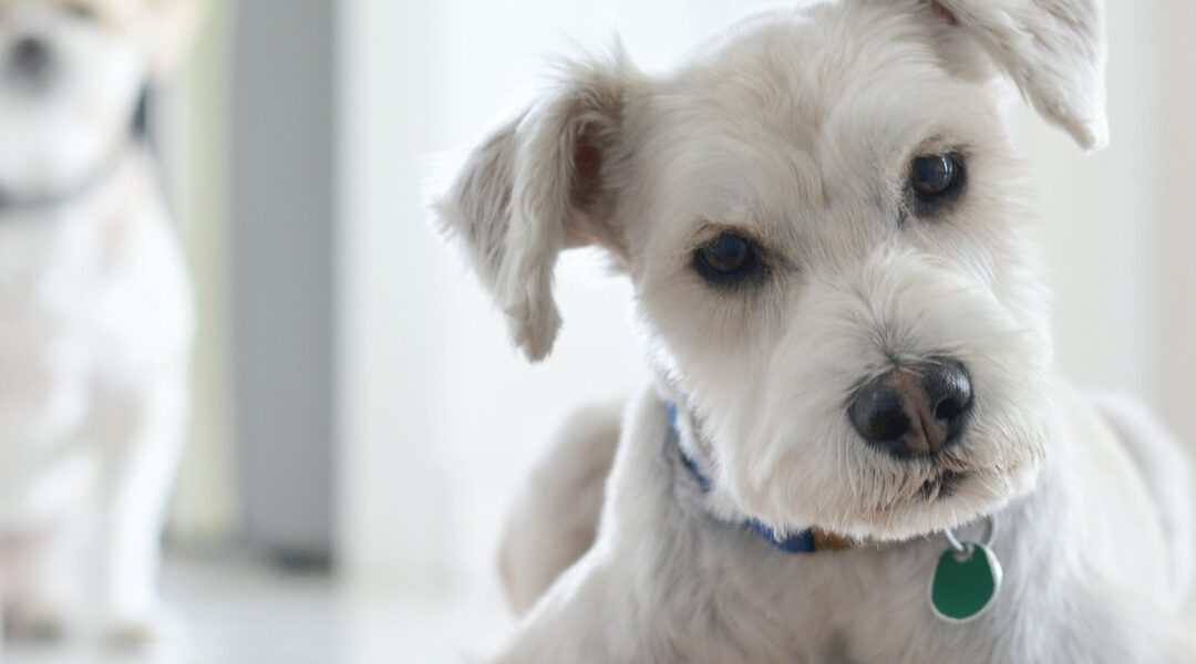 Faire un drainage à mon chien, oui… mais pas n’importe comment !