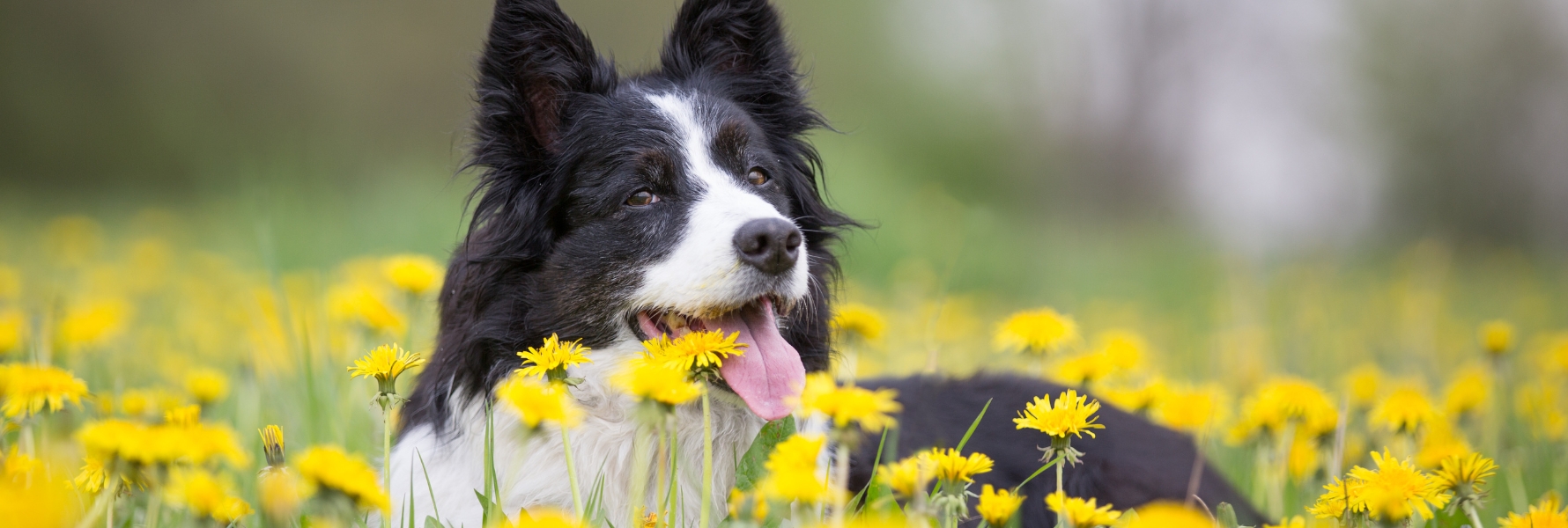 article-vitalité-chien-photo-deux-chiens-neige