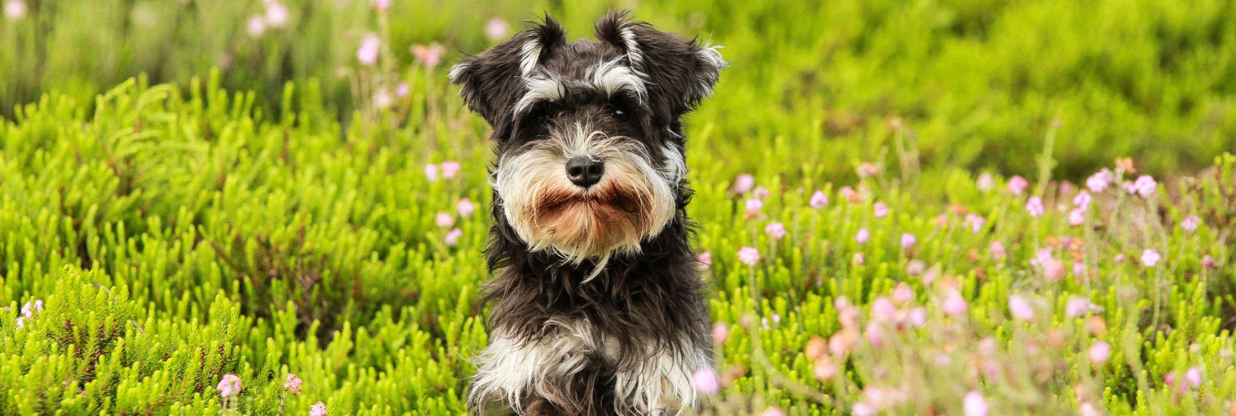 image-article-pollen-chien-eternue-allergie
