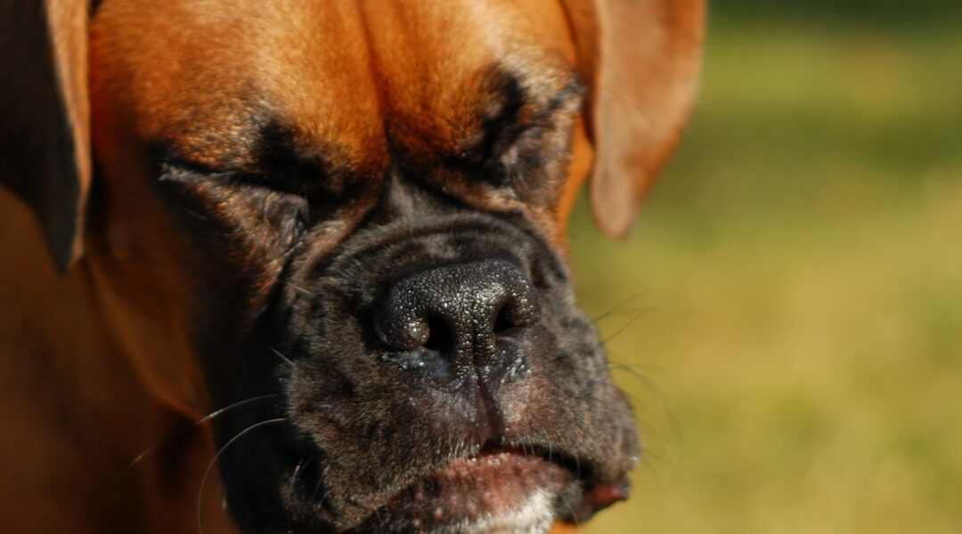 Allergies Saisonnières Chez le Chien : Comment Soulager Naturellement les Démangeaisons Liées au Pollen