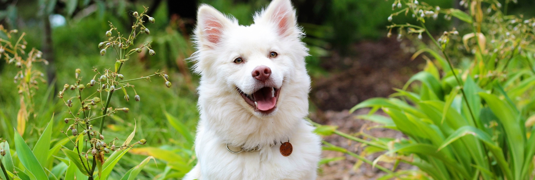 image-article-pollen-chien-eternue-allergie