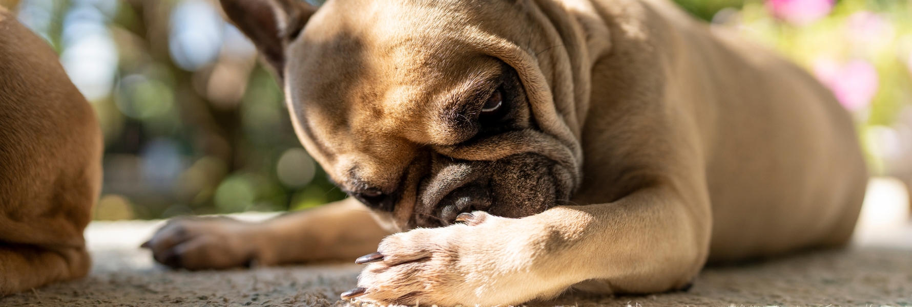 article-vitalité-chien-photo-deux-chiens-neige