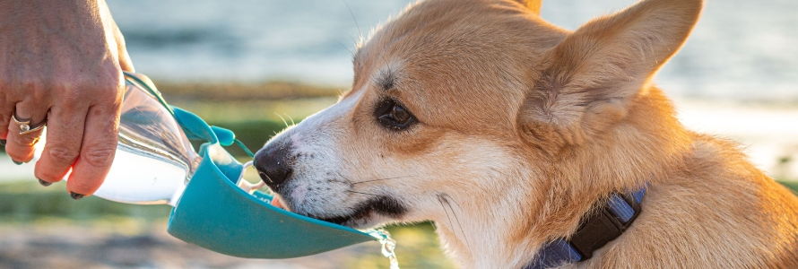 image-article-conseil aout-chien (2) Chien buvant de l’eau dans une gamelle portable en été