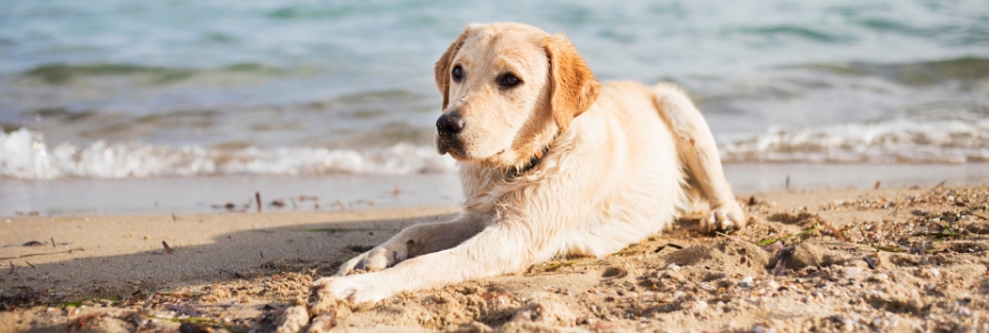 image-article-conseil aout-chien-plage Chien couché sur une plage en été