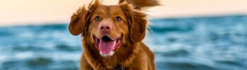 chien dans la mer conseil danger