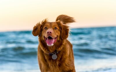 Dangers de l’été pour le chien : 9 conseils pour août